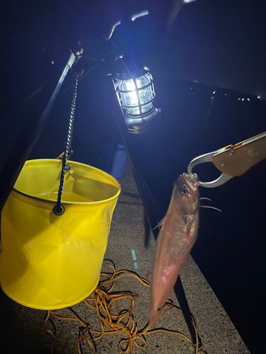ドンコの釣果