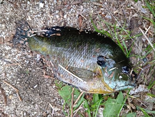 ブルーギルの釣果
