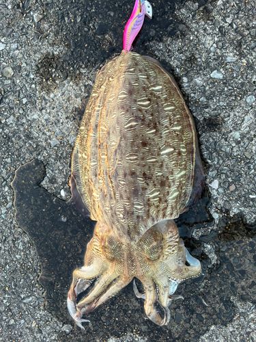 コウイカの釣果
