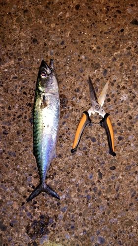サバの釣果