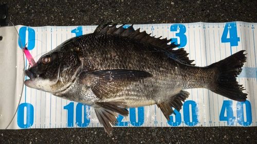 クロダイの釣果