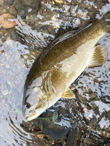 スモールマウスバスの釣果