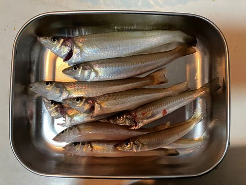 キスの釣果
