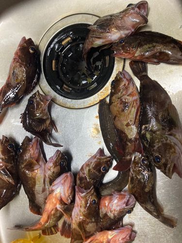 カサゴの釣果