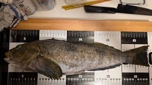アイナメの釣果