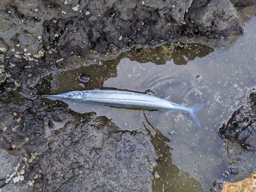 サヨリの釣果
