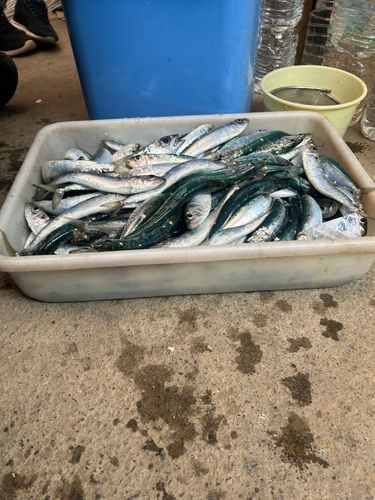 イワシの釣果