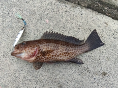 オオモンハタの釣果