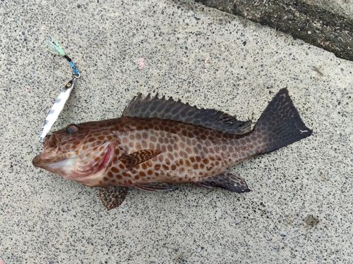 オオモンハタの釣果