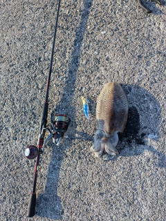 モンゴウイカの釣果