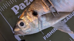 マアジの釣果