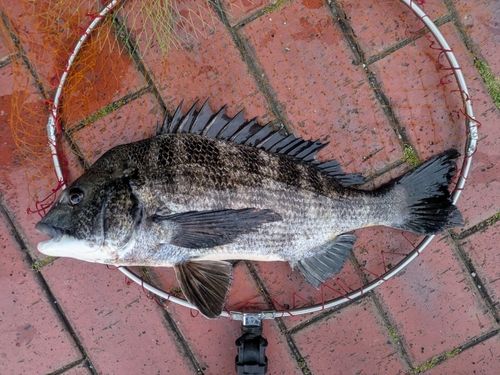 チヌの釣果