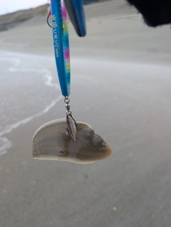 シタビラメの釣果