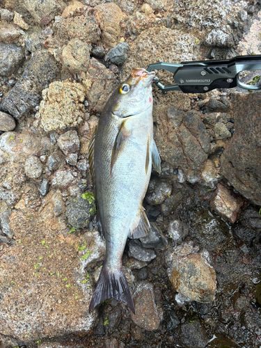 イサキの釣果