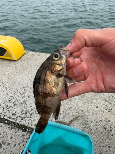 シロメバルの釣果
