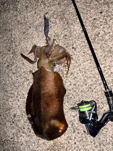 アオリイカの釣果
