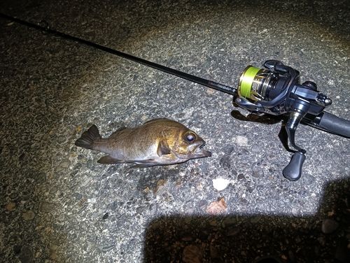 シロメバルの釣果