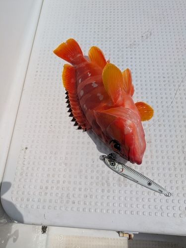 アカハタの釣果