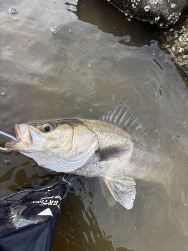 スズキの釣果