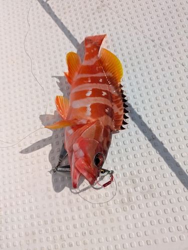 アカハタの釣果