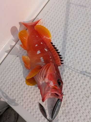 アカハタの釣果