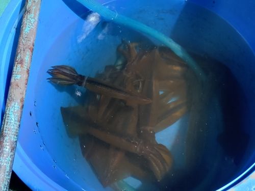 スルメイカの釣果