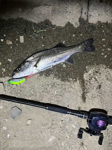 シーバスの釣果