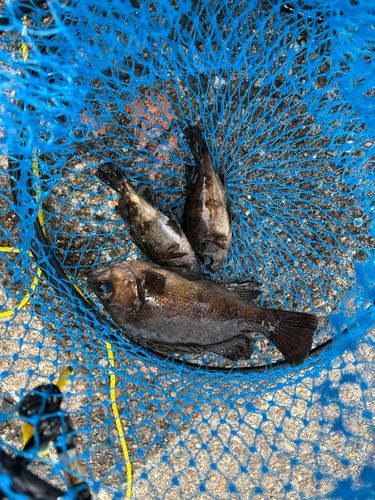 メバルの釣果