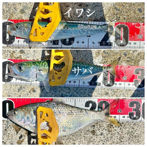 釣果