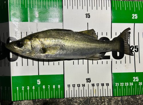スズキの釣果