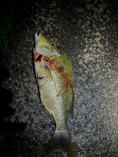 タマンの釣果