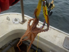 タコの釣果