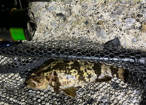 タケノコメバルの釣果