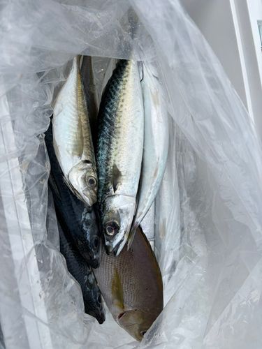 サバの釣果