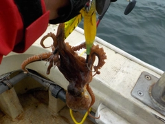 タコの釣果