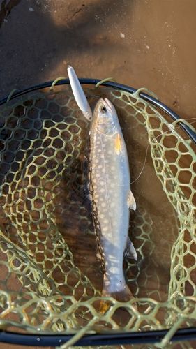 アメマスの釣果