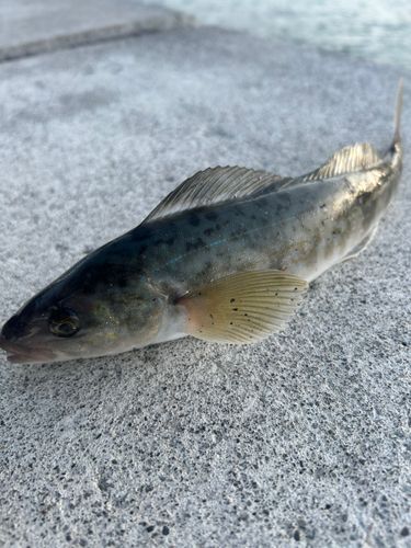 ホッケの釣果