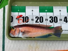 アカアマダイの釣果