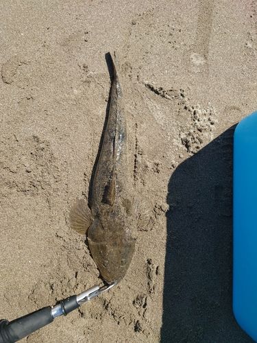 マゴチの釣果