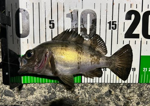 シロメバルの釣果