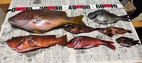 アカハタの釣果