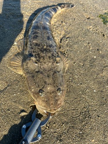コチの釣果