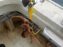 タコの釣果