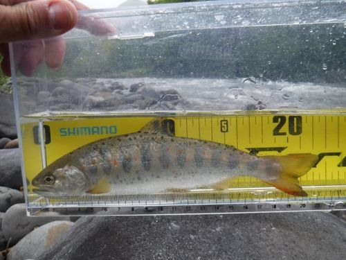アマゴの釣果