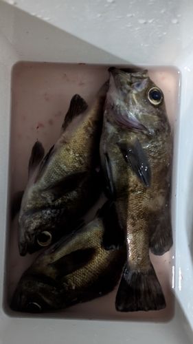 メバルの釣果