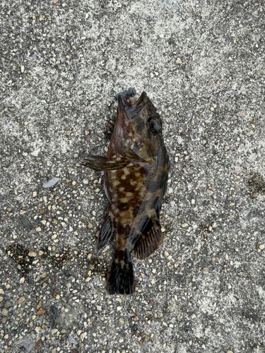 ガシラの釣果