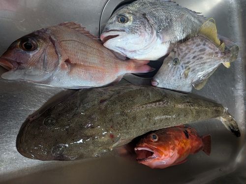 マゴチの釣果