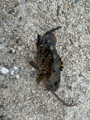 ガシラの釣果
