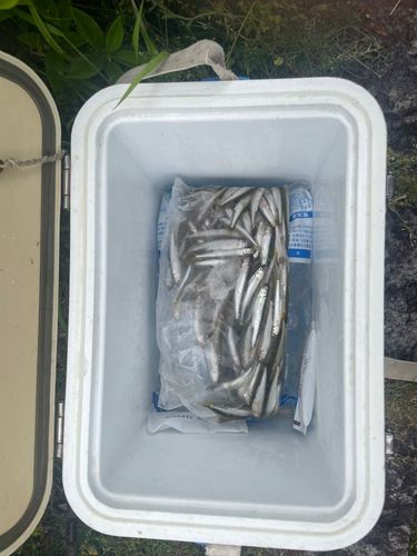 コアユの釣果