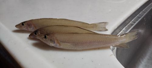 シロギスの釣果